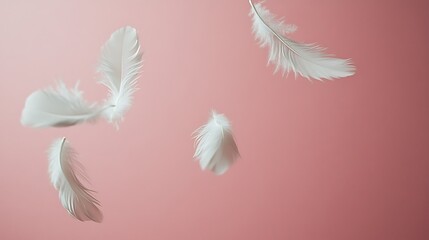 Obraz premium White feathers falling, pink background