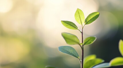 New growth, sunlit leaves, blurred background, nature spring