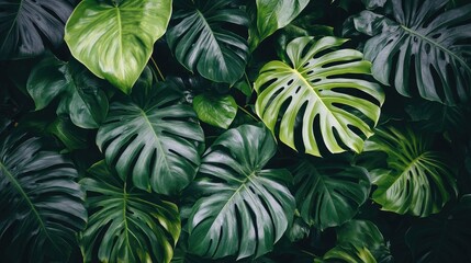 Lush Green Tropical Monstera Leaves Background