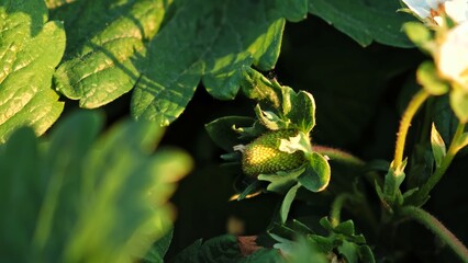 Little green ripening remontant berry strawberry is growing on healthy plant bush in the high warm garden bed in early spring close-up. Early mid late variety. Home gardening. Organic food production