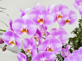 Close-up of a Beautiful Taiwanese Pinkish Purple Moth Orchid with a Soft Yellow Center