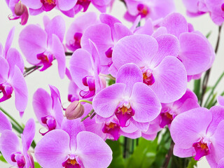 Close-up of a Beautiful Taiwanese Light Purple Moth Orchid with a Deep Purple Center