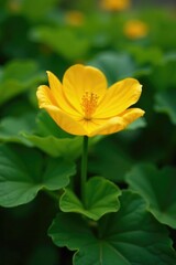 Fototapeta premium Delicate yellow pumpkin flower amidst lush green foliage, garden, autumn