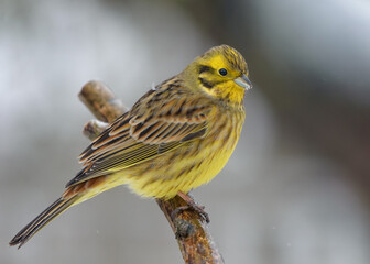 Male Yellowhammer (Emberiza citrinella) posing while perched on tiny twig in cold winter season 