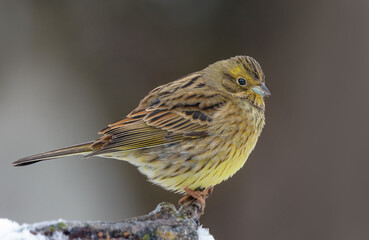 Female Yellowhammer (Emberiza citrinella) perched perched on small twig in cold winter season 