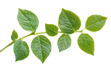 Fototapeta premium green leaf isolated on white