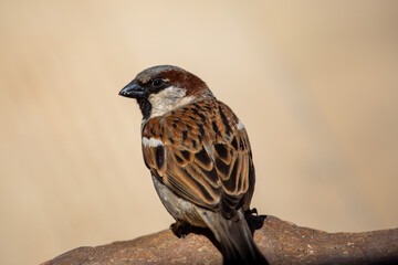 Close up of a House Sparrow from behind (Passer domesticus) sitting on rock in the Cederberg,...