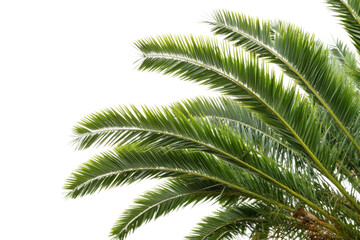 palm tree frame