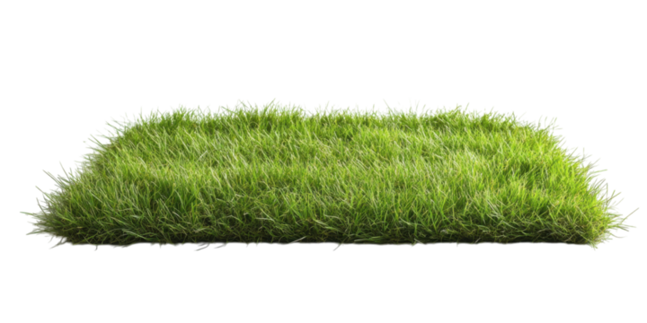 grass on white background