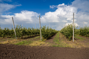 Industrial apple orchards with neatly arranged trees, showcasing large-scale fruit production
