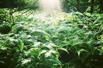 fern in the forest © XU