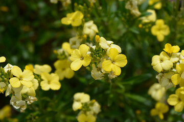 Yellow Wallflower Primerose Dame flowers