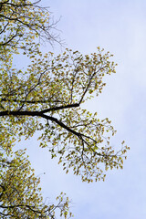 European hop hornbeam tree