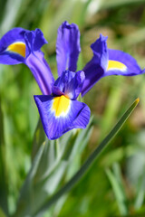 Doutch iris Blue Magic flower