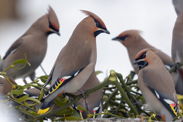 Group of Bohemian waxwings (Bombycilla garrulus) feeding on a mistletoe tree with berries 