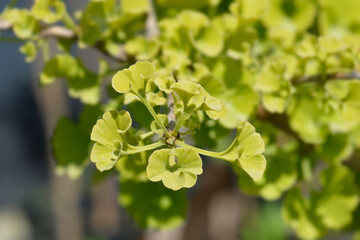 Ginkgo Mariken leaves