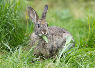 European wild rabbit, Oryctolagus cuniculus, in calm but attentive posture eating a leaf of blade of grass looking at the photographer against a blurred background