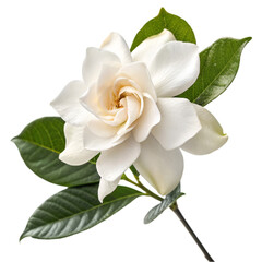 Obraz premium Gardenia flower isolated on transparent background