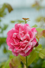 Rose Ines Sastre flower