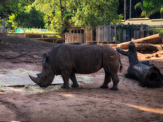 Rhino Grazing Peacefully in a Natural Habitat