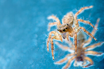 spider on a blue background