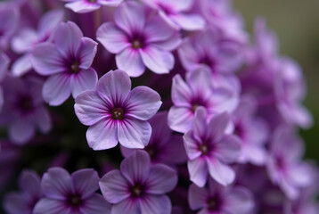 Delicate Purple Flowering Plant