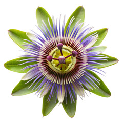 Passion flower isolated on transparent background