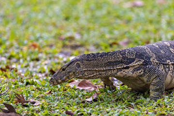 Water monitor in Lumpini Park, Bangkok