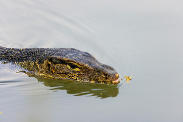 Fototapeta premium The water monitor is swimming in the lake, Lumpini Park,Bangkok