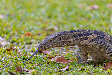 Water monitor in Lumpini Park, Bangkok