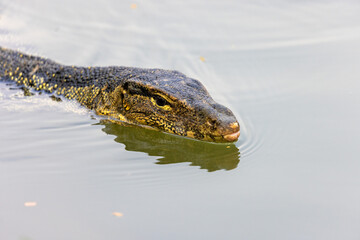 The water monitor is swimming in the lake, Lumpini Park,Bangkok