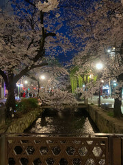 Nighttime Cherry Blossoms Over a Canal in Osaka, Japan
