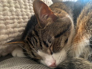 Sleeping Tabby Cat Close-Up in Cozy Setting