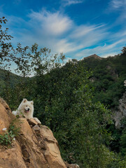 White Dog on a Cliff in Scenic Chinese Landscape