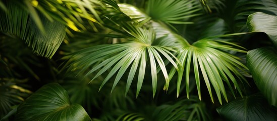 Fototapeta premium Lush green palm leaves in tropical garden, sunlight dappled background, website design