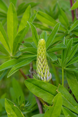 Lupinus, lupin, lupine field with pink purple and blue flowers