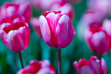 Tulip flower in tulip field at spring day. Vivid tulips in the park. Spring landscape. Colorful tulip garden in spring. The Tulip. Beautiful bouquet of tulips. Spring nature.