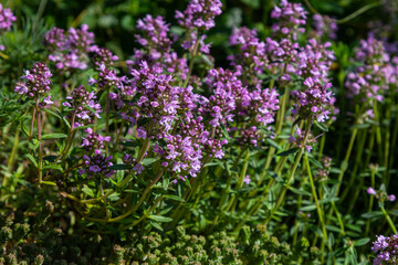 Fototapeta premium Blossoming fragrant Thymus serpyllum, Breckland wild thyme, creeping thyme, or elfin thyme close-up, macro photo. Beautiful food and medicinal plant in the field in the sunny day