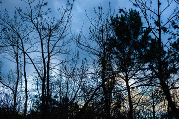 silhouette of trees