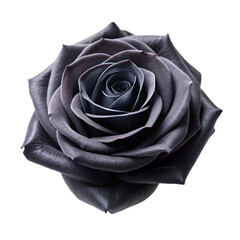 Black rose isolated on transparent background