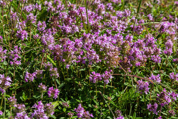 Blossoming fragrant Thymus serpyllum, Breckland wild thyme, creeping thyme, or elfin thyme close-up, macro photo. Beautiful food and medicinal plant in the field in the sunny day