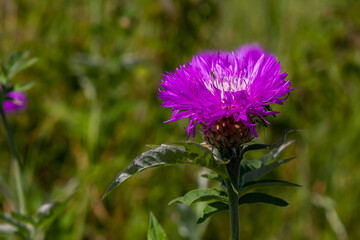 Psephellus dealbatus Psephellus dealbatus is a herbaceous plant, a species of the genus Psephellus , family Asteraceae