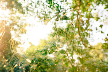 Obraz premium Sunlight passes through the forest, a spider web and spiders