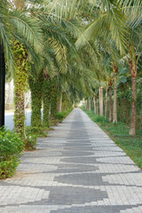 Road with palms or A palm trees in long perspective. Empty lined roadway.