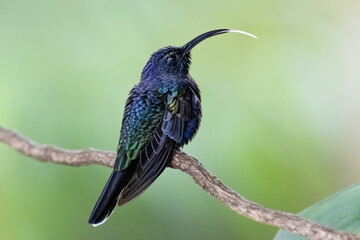 Campylopterus hemileucurus, the violet sabrewing, is a species of hummingbird in the emeralds