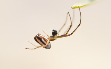 Naklejka premium A spider on a spider web