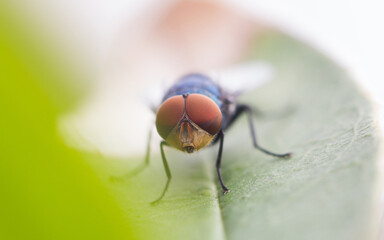 fly on leaf