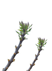 Young budding branches emerging with new growth isolated on white background
