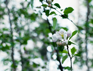 Close-Up of Delicate Springtime Apple Blossoms on a Sunny day
