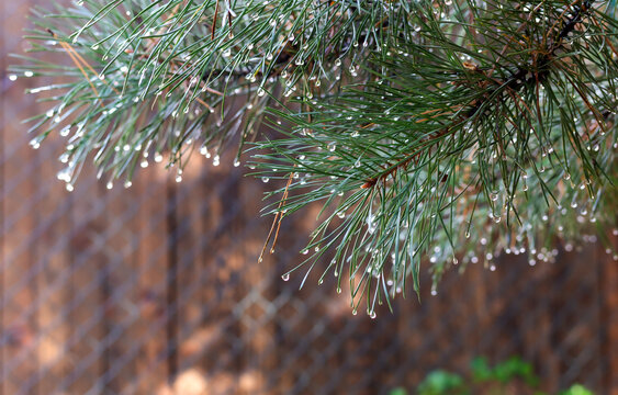 Sunlit Pine Branch in a Tranquil Forest Morning Scene